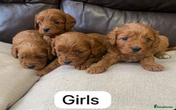 Cavapoo dogs for sale: Cavapoo Puppies F1 - Image 1
