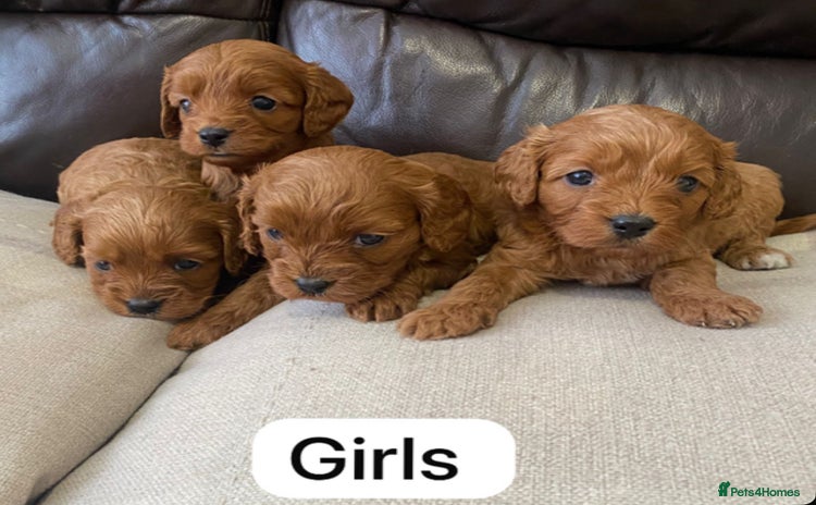 Cavapoo dogs - Advert 1