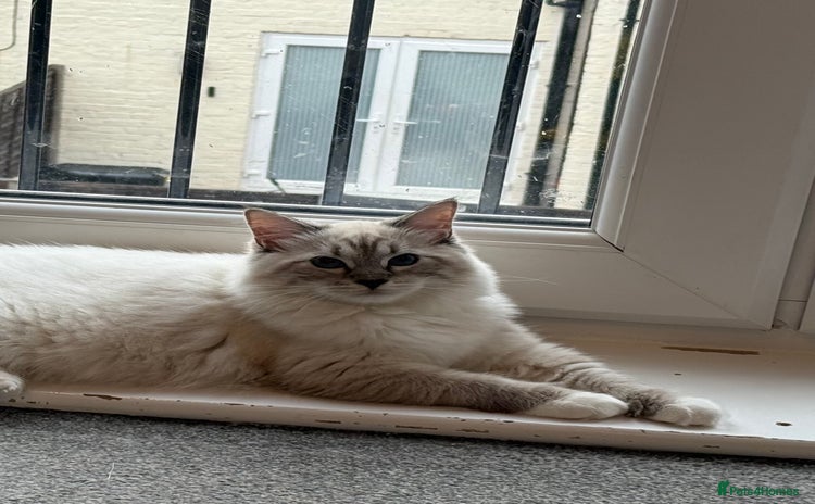 Ragdoll cats - Advert 2