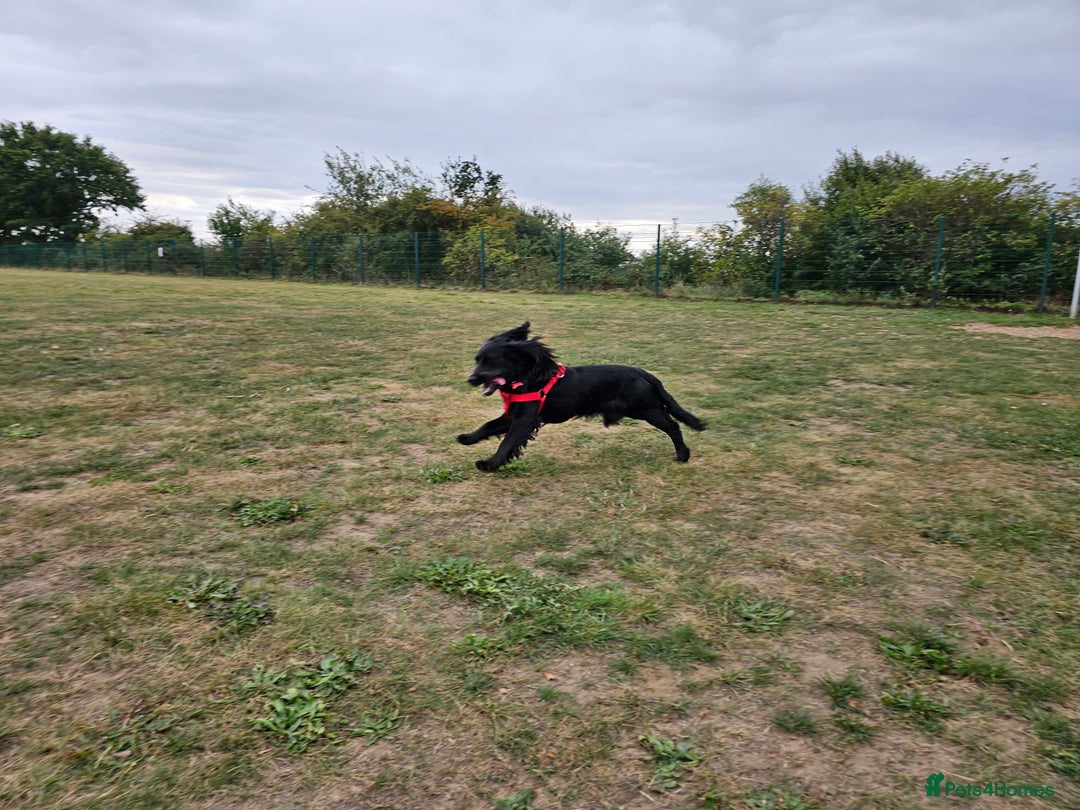 Cocker Spaniel dogs for sale: One year old Cocker Spanial - Advert 3