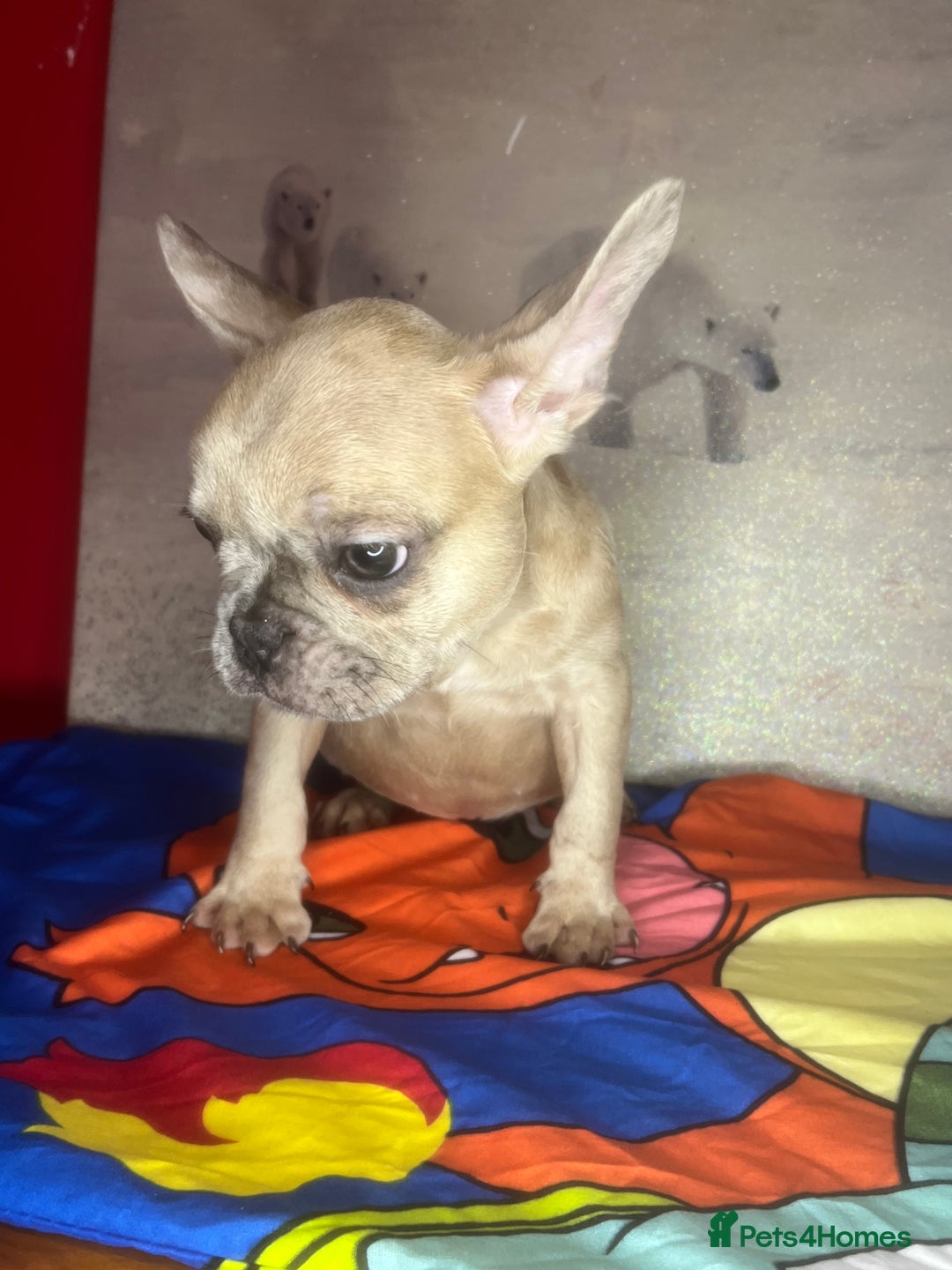 French Bulldog dogs for sale: 🐾 French Bulldog Puppies for Sale - Image 11
