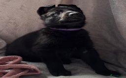 German Shepherd dogs for sale: Exceptional KC Reg DDR GSD Puppies Rare Bloodlines - Image 16