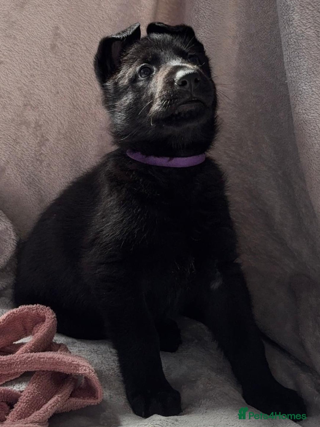 German Shepherd dogs for sale: Exceptional KC Reg DDR GSD Puppies Rare Bloodlines - Image 16