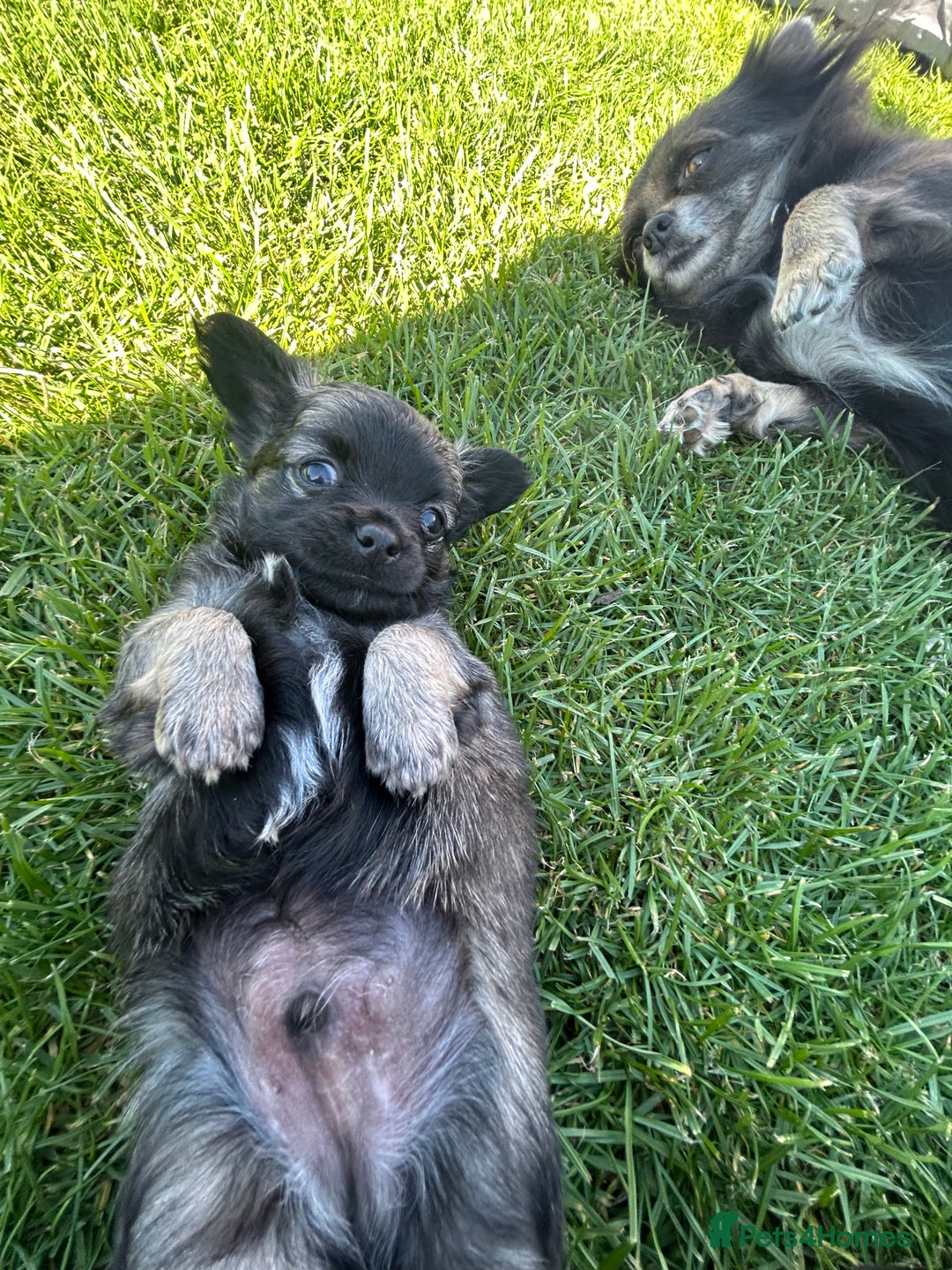 Chihuahua dogs for sale: Puppies  - Image 14