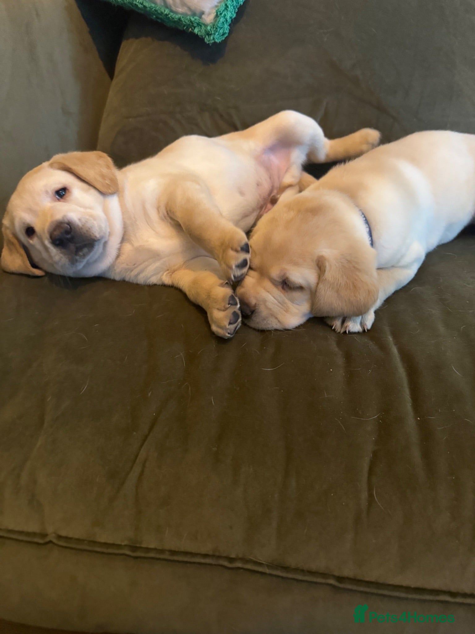 Labrador Retriever dogs Beautiful cream KC Registered litter  - Advert 2