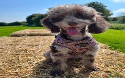 Toy Poodle dogs for sale: Gorgeous Figgy - Advert 3