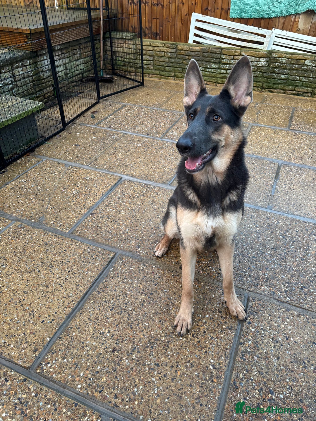 German Shepherd dogs for sale: Kc reg blue & tan health tested german shepherd  - Advert 5