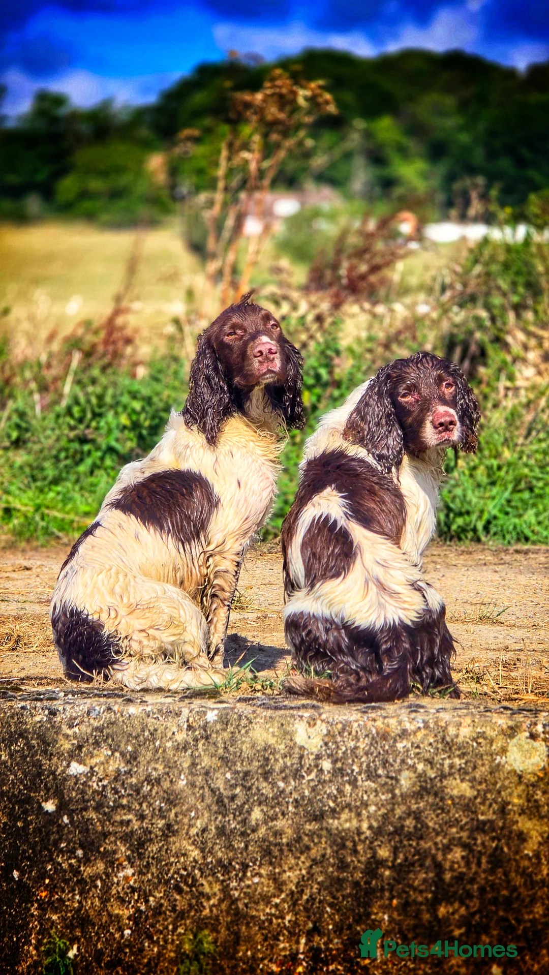 English Springer Spaniel dogs for stud: Fully Health Tested Exceptionally bred ESS Stud in Rye - Advert 12