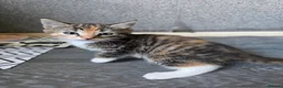 Ragdoll cats for sale: Ragdoll x Tabby Mix Kittens - Advert 3