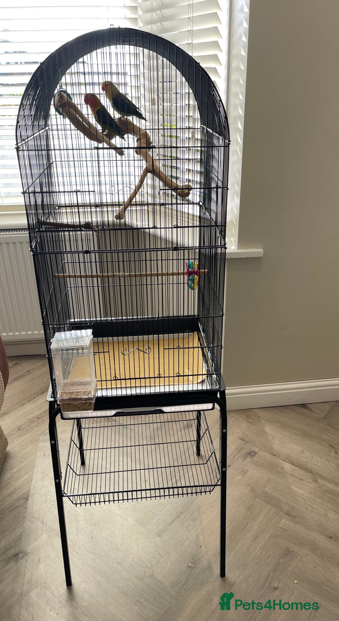 Lovebirds birds for sale: 2 Lovebirds and large cage  - Image 7