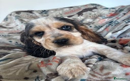 Cocker Spaniel dogs for sale: Show Cocker Spaniel Puppies  - Image 28