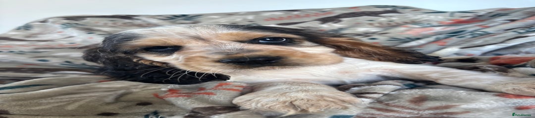 Cocker Spaniel Puppy 3