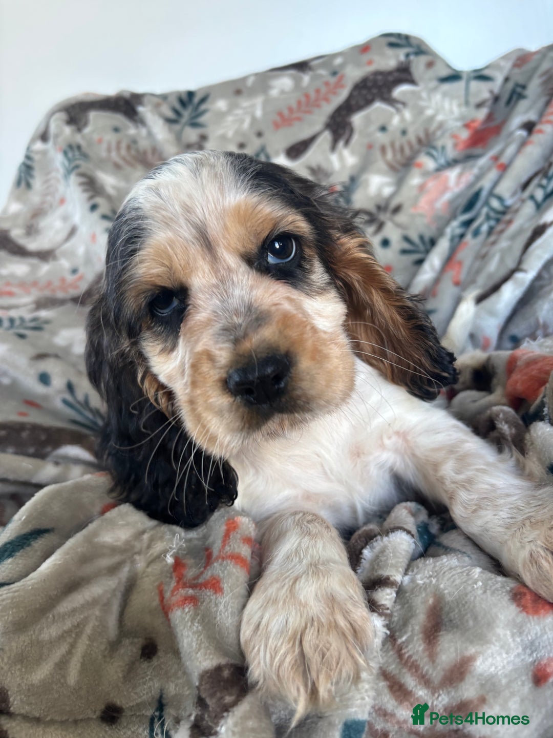 Cocker Spaniel dogs for sale: Show Cocker Spaniel Puppies  - Image 28