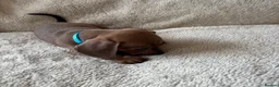 Dachshund dogs for sale: Standard Dachshund Puppies - Advert 32