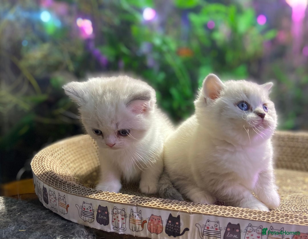 Scottish Fold cats for sale: TICA Full Pedigree kitten available  - Image 12