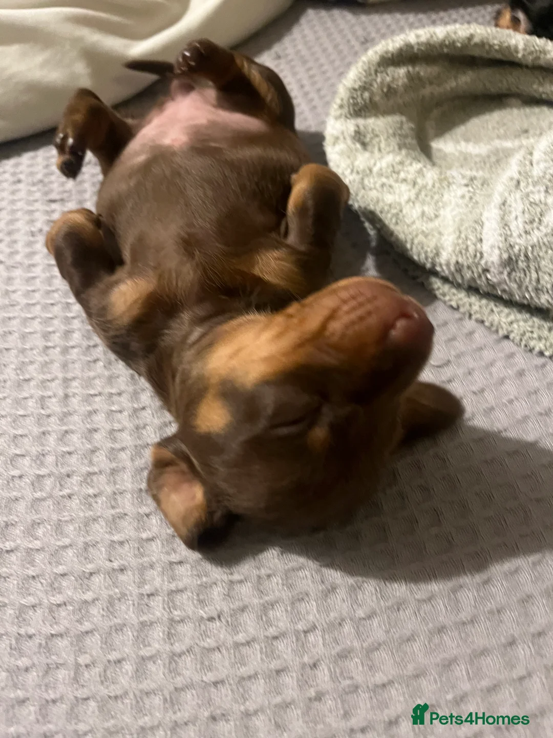 Dachshund dogs for sale: 🐾 Beautiful Dachshund Puppies Available 🐾 - Advert 7