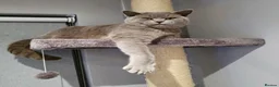 British Shorthair cats for sale: Lilac British shorthair champion queen GCCF Active - Advert 6