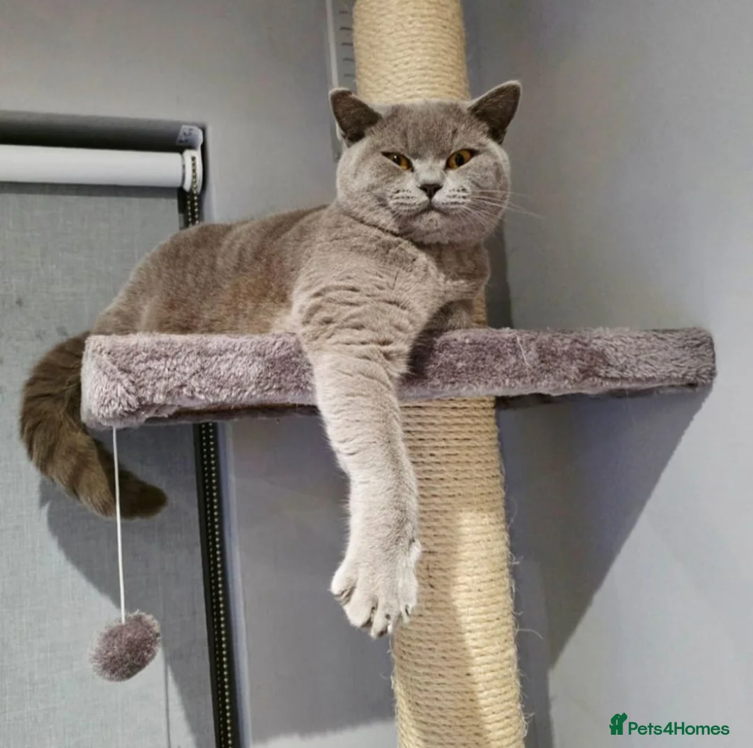 British Shorthair cats for sale: Lilac British shorthair champion queen GCCF Active - Advert 6