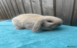 Mini Lop rabbits for sale: Mini lop babies ready to go - Image 2