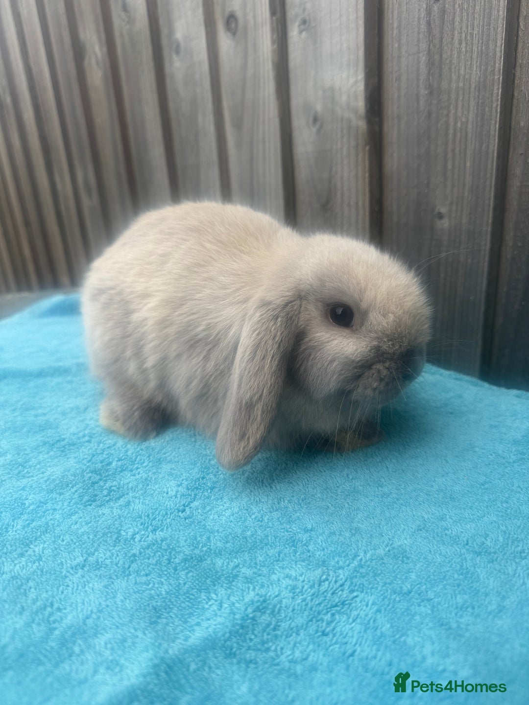 Mini Lop rabbits for sale: Mini lop babies ready to go - Image 2