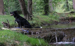 Border Collie dogs for sale: Border collie  - Image 4