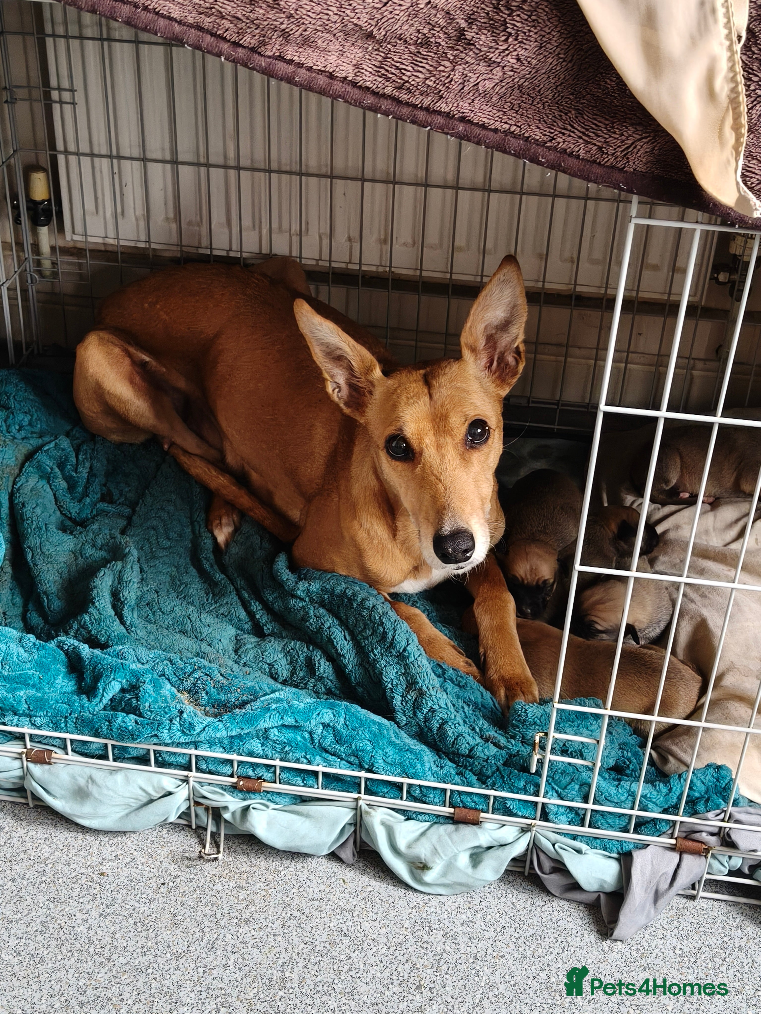 Lurcher dogs Lurcher pups in Burnley - Advert 1