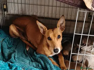 Lurcher dogs Lurcher pups in Burnley - Advert 1