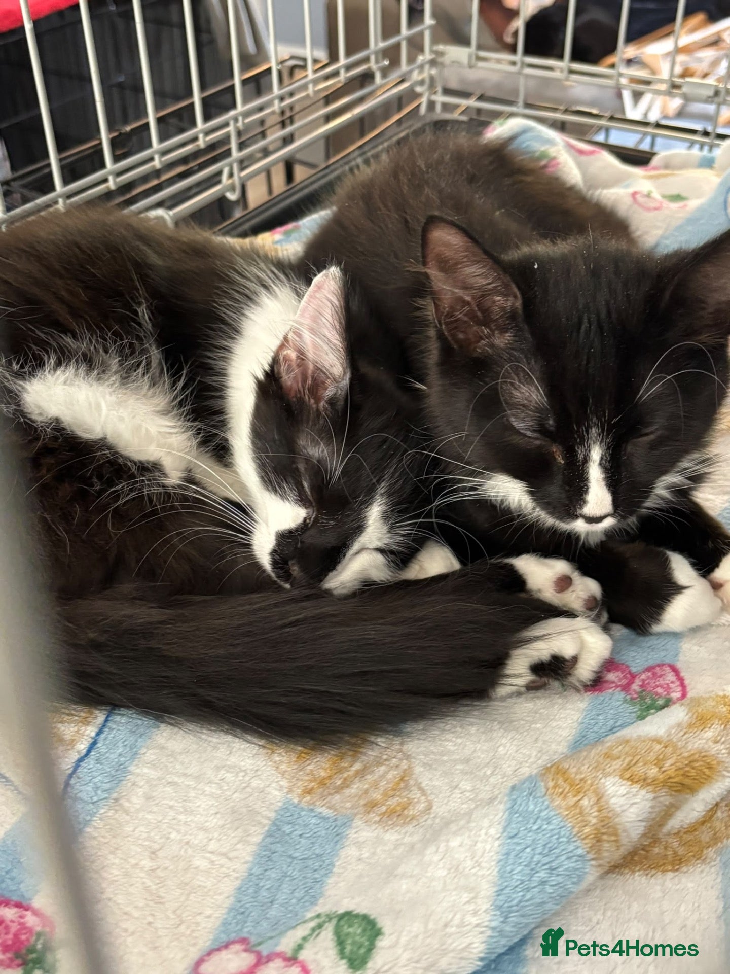 Domestic Shorthair cats Win & Walt - Adopt Cats in Crisis East Ldn - Advert 6