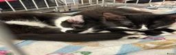 Domestic Shorthair cats for adoption: Win & Walt - Adopt Cats in Crisis East Ldn - Advert 1