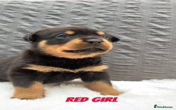 Rottweiler dogs for sale: Beautiful KC Rottweiler puppies - Image 36