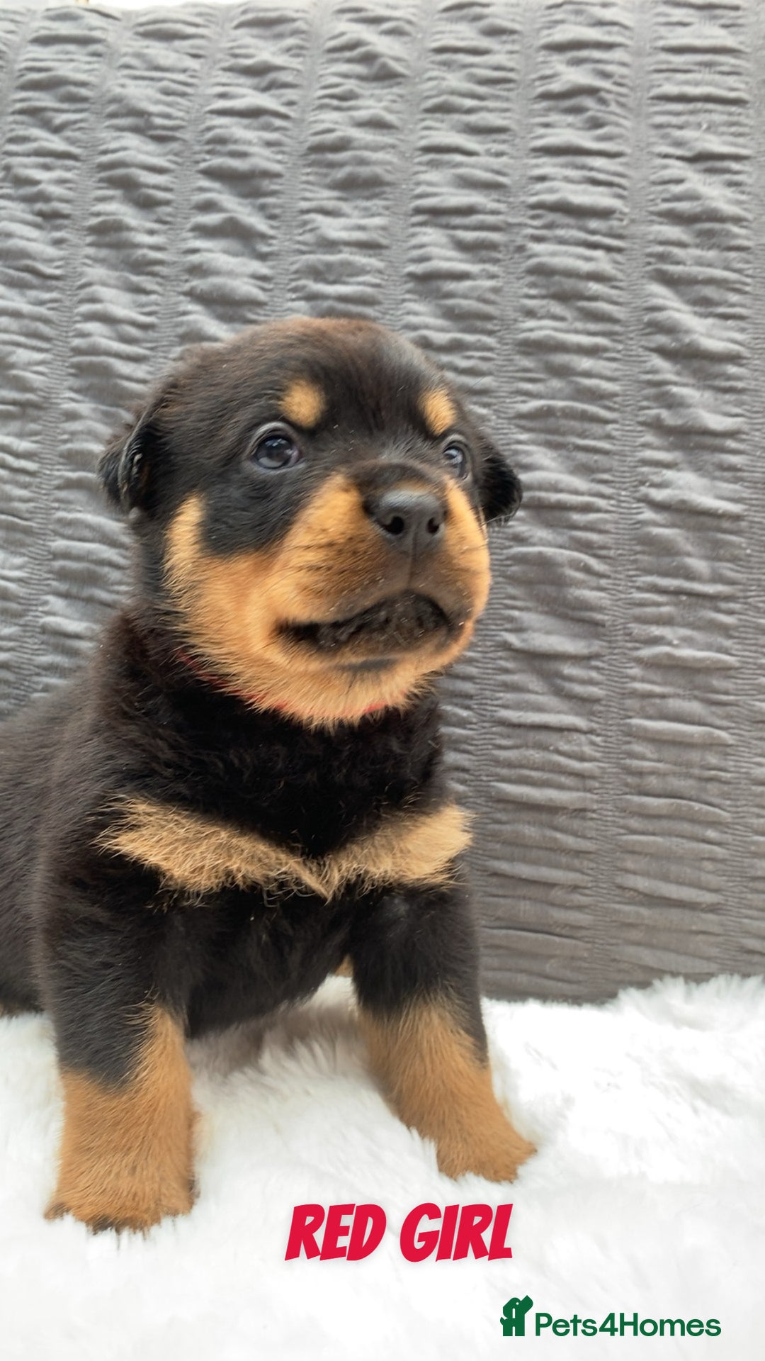Rottweiler dogs for sale: Beautiful KC Rottweiler puppies - Image 36