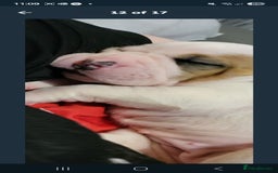 American Bulldog dogs for sale: American bulldog - Image 5