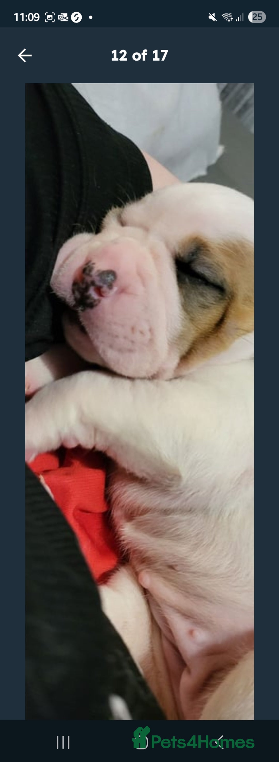 American Bulldog dogs for sale: American bulldog - Image 5