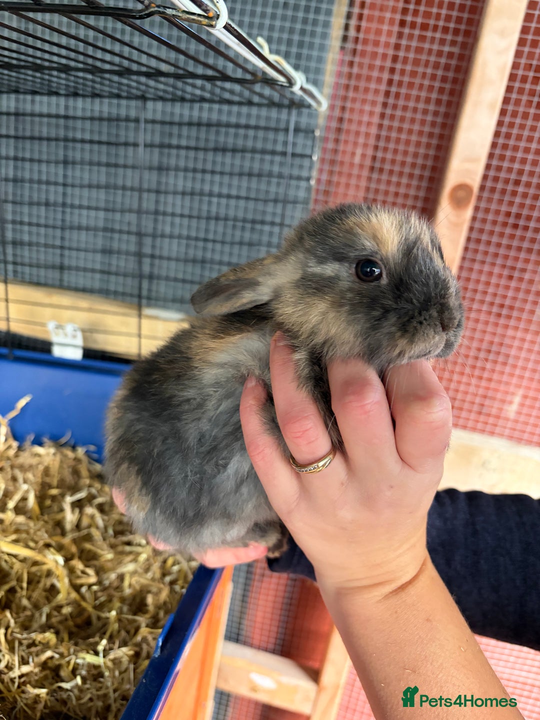 Mixed Breed rabbits for sale: 6 beautiful baby rabbit - Advert 4