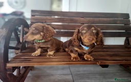 Mixed Breed dogs for sale: Dashound pups 8 weeks today 26 July  in Chesterfield - Image 5