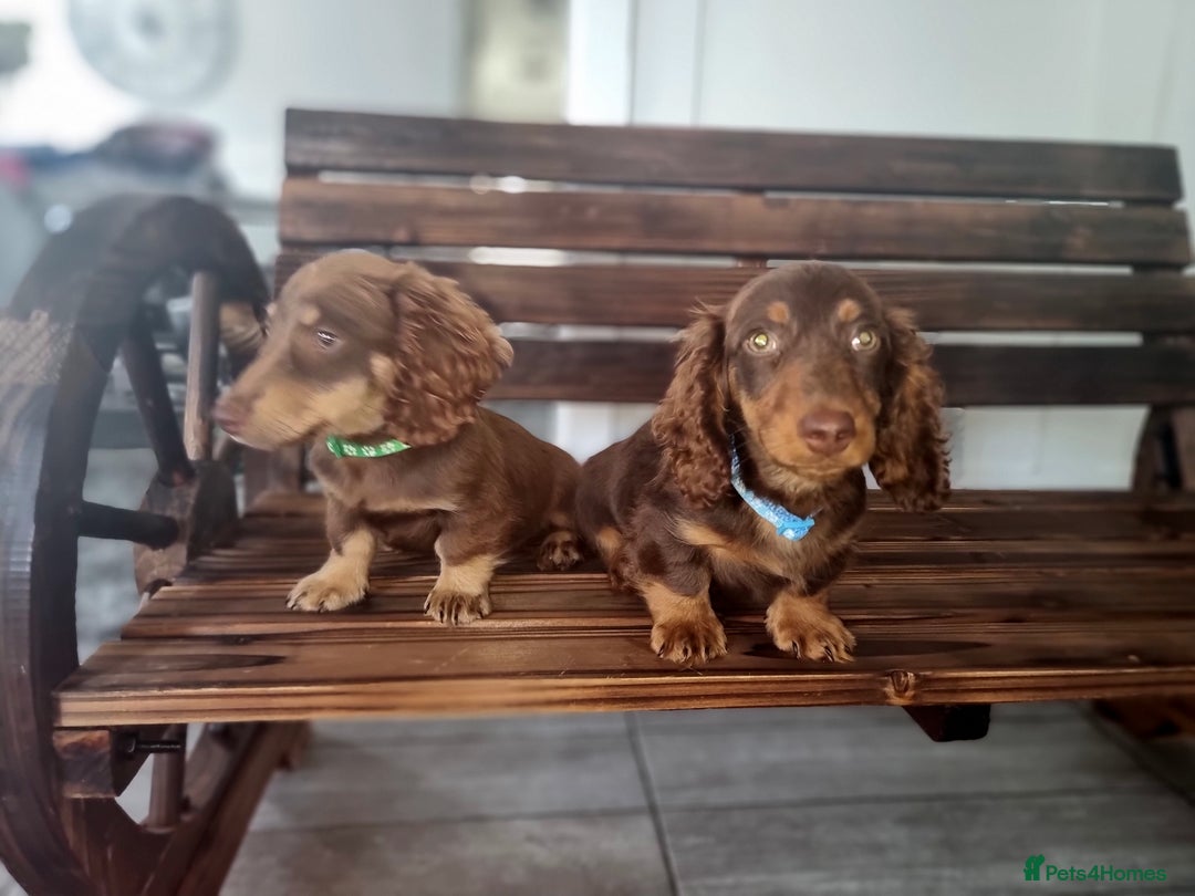 Mixed Breed dogs for sale: Dashound pups 8 weeks today 26 July  in Chesterfield - Image 5