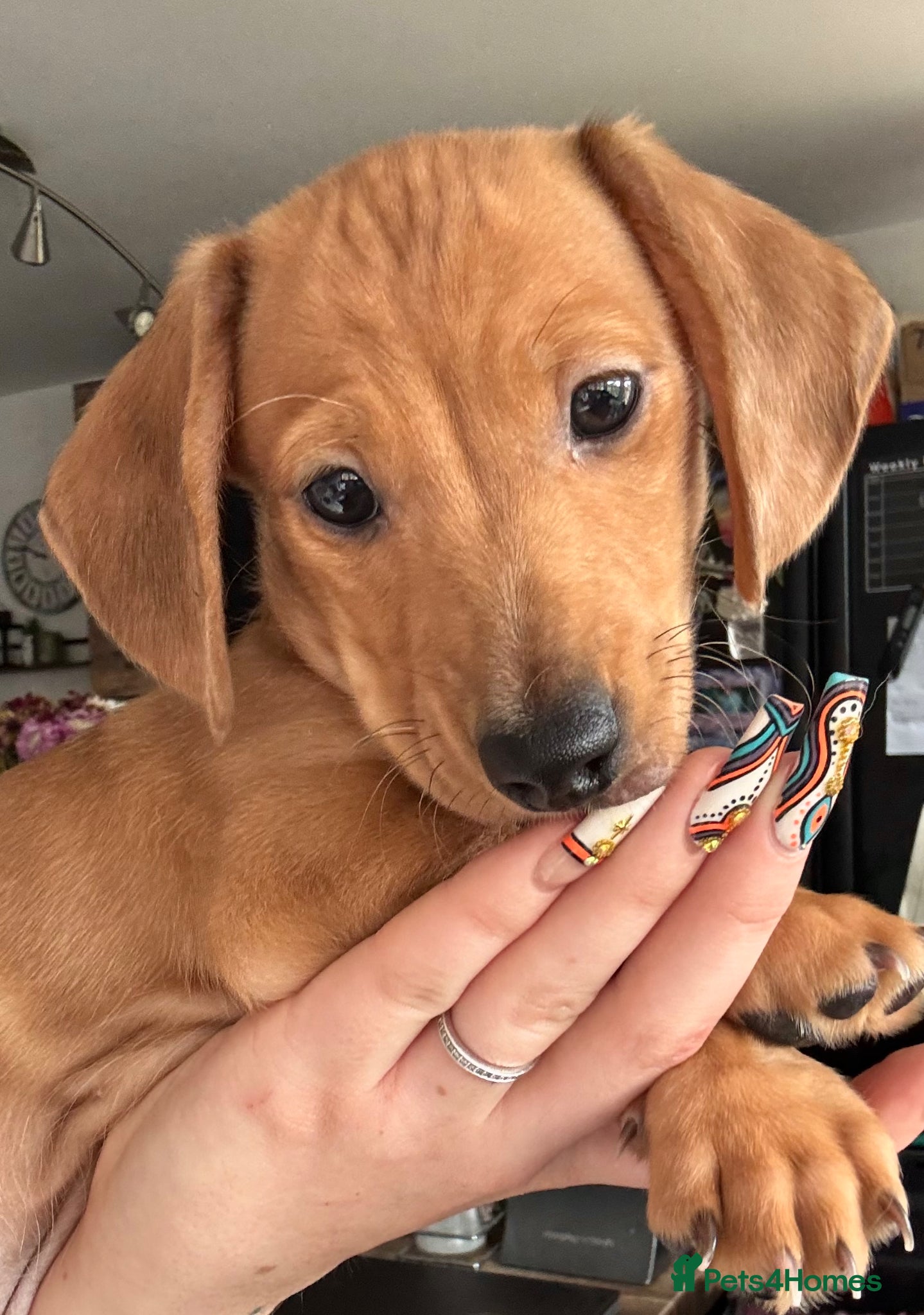 Miniature Dachshund dogs  Mini dachshund puppies- READY NOW 💙 - Advert 1