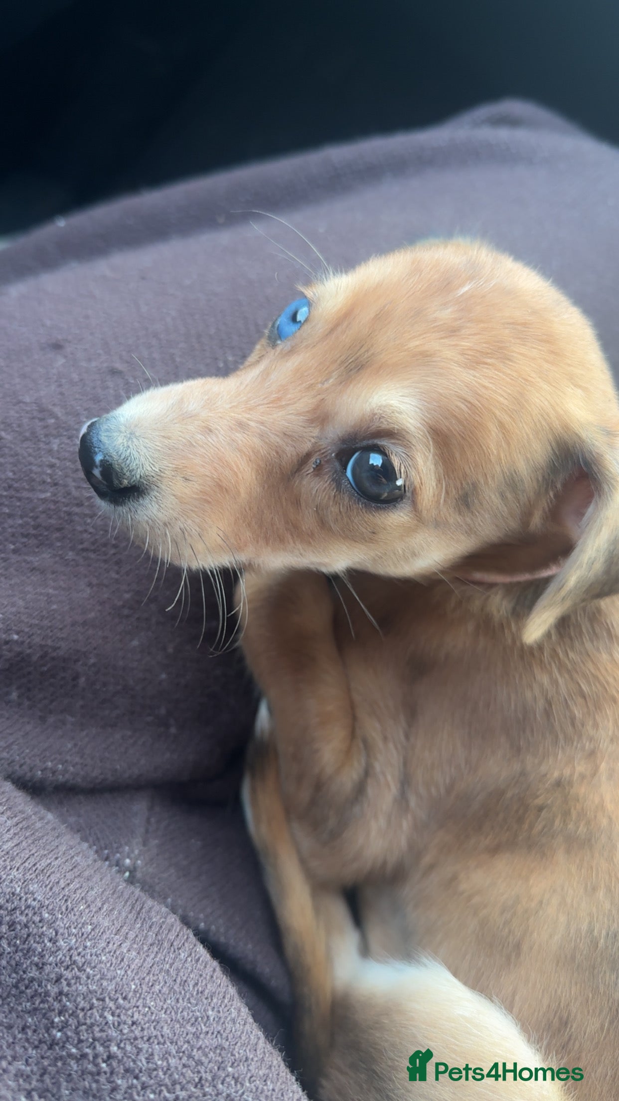 Lurcher dogs 2 LEFT - ready 7/12 Beautiful lurcher puppies  - Advert 4