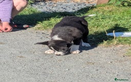 Border Collie dogs for sale: Border Collie Puppies  - Image 13