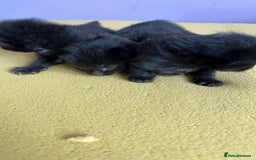 British Shorthair cats for sale: Black kittens - Image 3