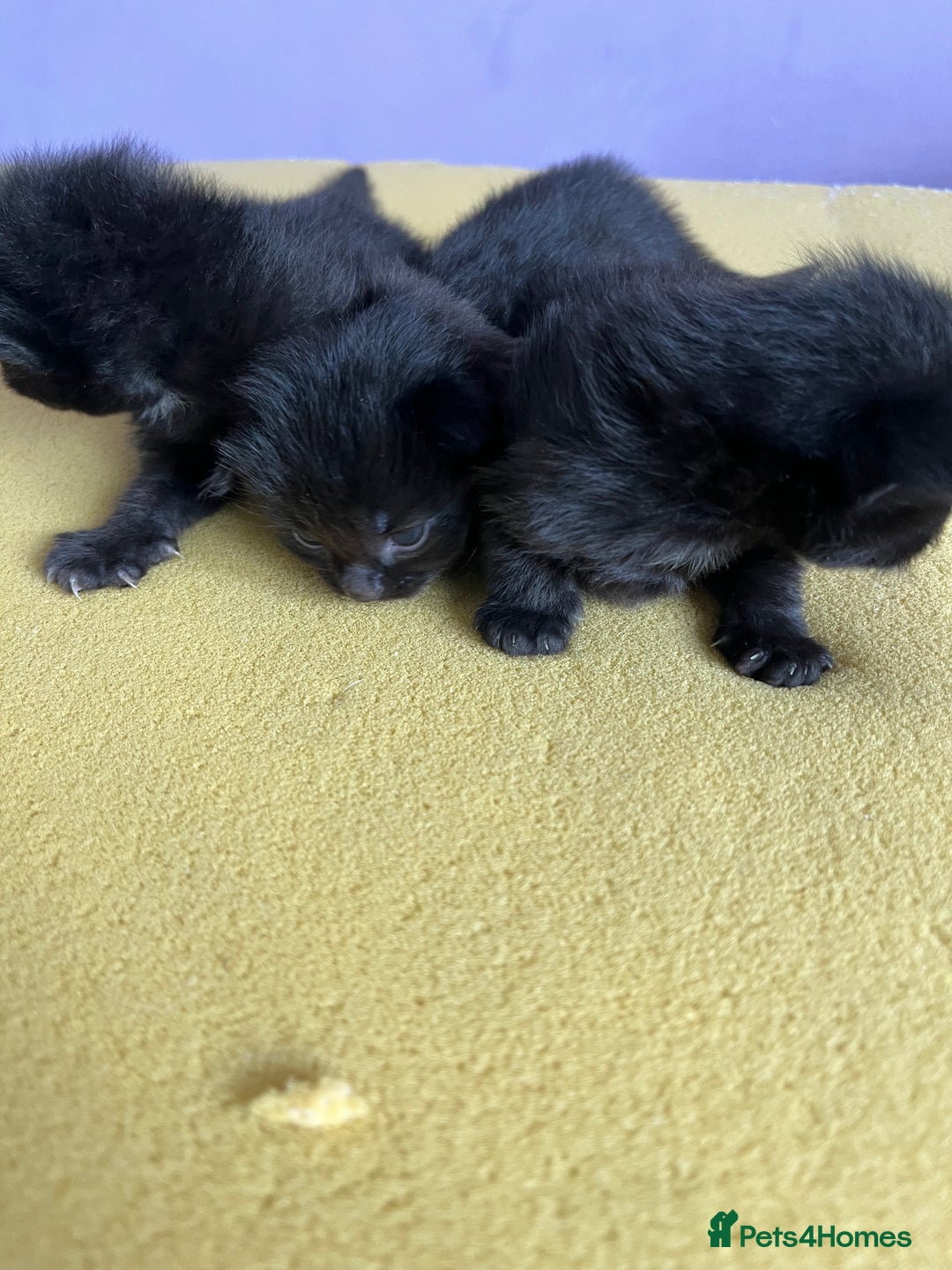 British Shorthair cats for sale: Black kittens - Image 3