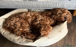 Cockapoo dogs for sale: Beautiful 7Month-Old Puppy Luna - Image 5