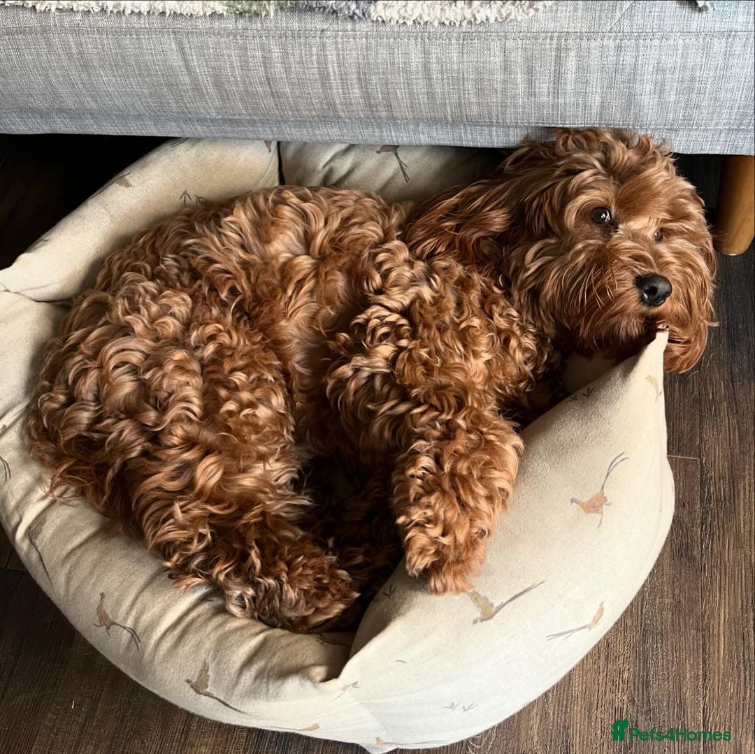 Cockapoo dogs for sale: Beautiful 7Month-Old Puppy Luna - Image 5