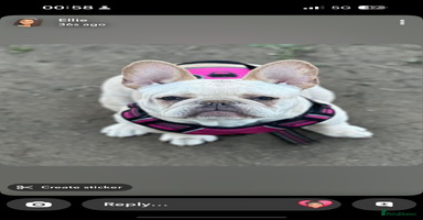 French Bulldog dogs - Advert 5