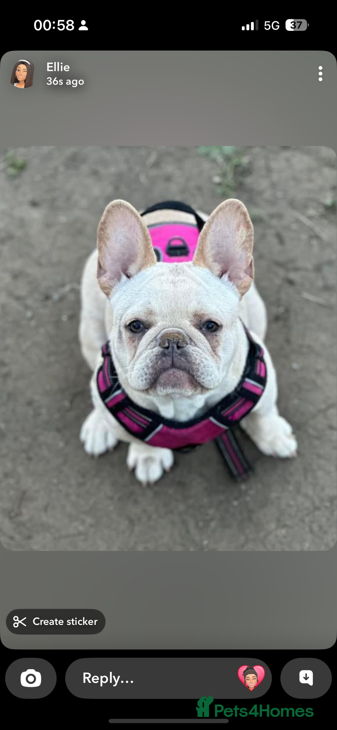French Bulldog dogs for sale: French bulldog - Image 2