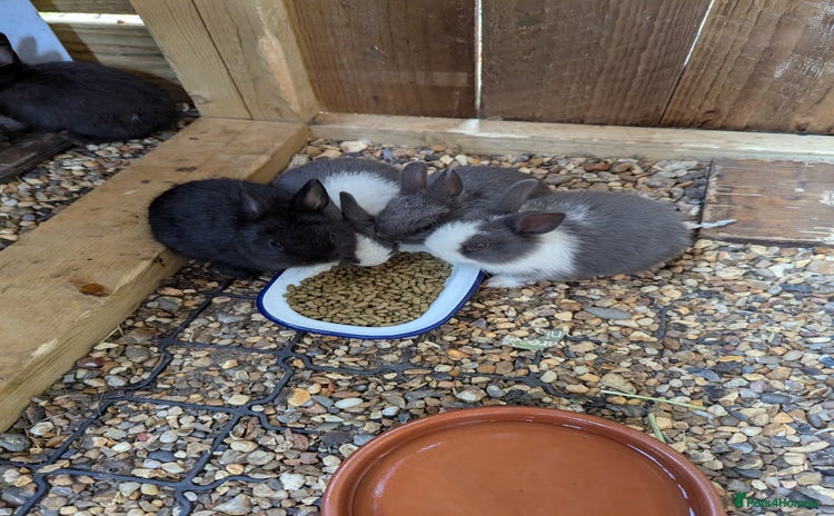 Netherland Dwarf rabbits - Advert 3