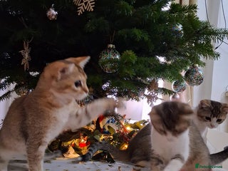 British Shorthair cats British short hair gold - Advert 4