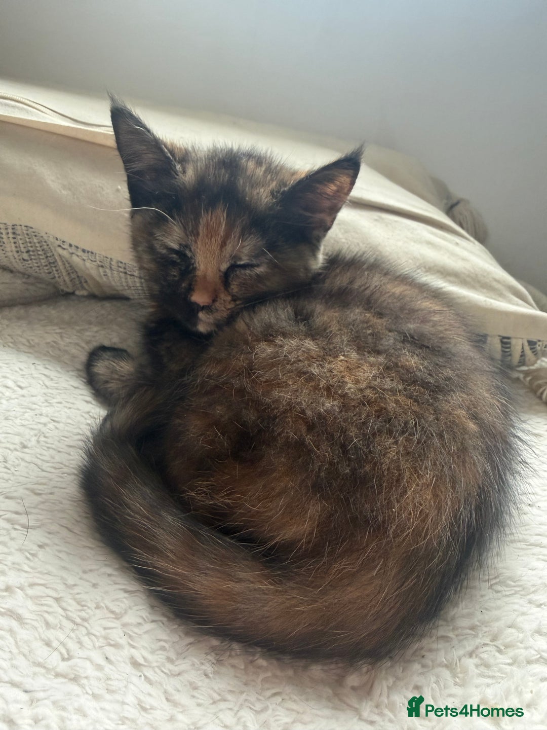 British Shorthair cats for sale: Adorable 11 week old female calico  - Advert 2