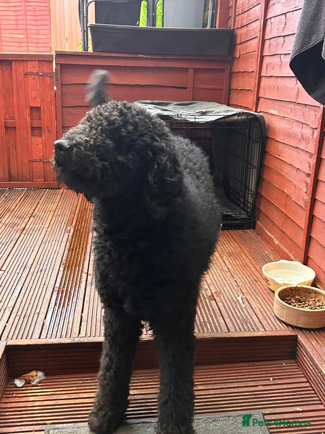 Goldendoodle dogs for sale: Tedy family friend  - Advert 9