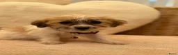 Shih Tzu dogs for sale: Shih tzu  - Advert 24